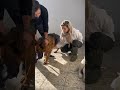 خورشید غروب کرد سگ دامپزشک ایران Dog Animals 