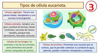 Las células procariotas y eucariotas