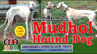 Mudhol Hound Dog | Karnataka | ONO INDIA