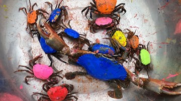 Thảo Cady giải cứu các con vật bằng máy xúc màu cam khổng lồ, con cua, máy xúc -Part01