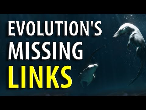 Transitional Fossils! The Evidence For Evolution