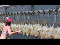 🐓 Incredible Broiler Poultry Farm & Poultry Chicken Farming On Another Level.🍗🐓🐓