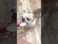 大好きなパパと添い寝中の犬におやつ食べるか聞いてみた #Shorts