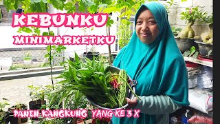 Kebunku minimarketku//panen yang ada dikebun//panen kangkung yang ketiga kalinya