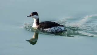 Птицы 40 видов  Singing 40 species of birds at once  Птицы, пение сразу  40 видов птиц