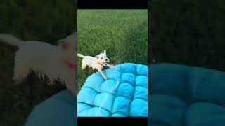 Funny dog video—Nala the Westie playing in water