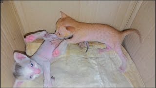 Baby cats funny video||Cute cats video||video cat|| baby_cat