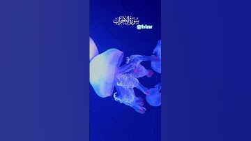 #سورة_الاحزاب #الآية٧٠_٧١ #Surat Al-Ahzab #Verse 70-71#shortvideo