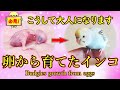 【セキセイインコ】~後編~ 孵化 1日目~40日目までの成長記録