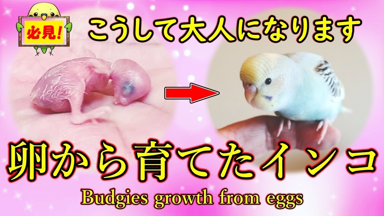 【セキセイインコ】～後編～  孵化 1日目～40日目までの成長記録