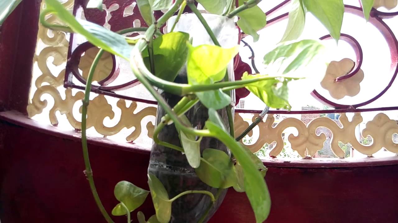24-different-ideas-to-grow-money-plant-hindi-urdu-9-5-16-youtube