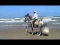 THE BEST DANCING HORSE OF THE WORLD AT SOUTH PADRE ISLAND