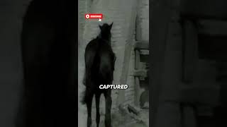 Andrei Rublev – Horses Risked Lives Filming Flood || #andreirublev #tarkovsky #filmhistory