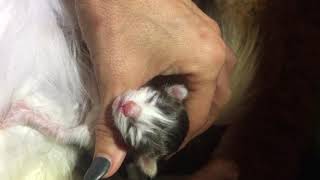 American Curl Kittens by Procurl Harem 536 views 6 years ago 3 minutes, 6 seconds