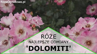 Ciekawe odmiany róż ogrodowych