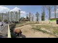 【VR180】東武動物公園「アメリカバイソン」②