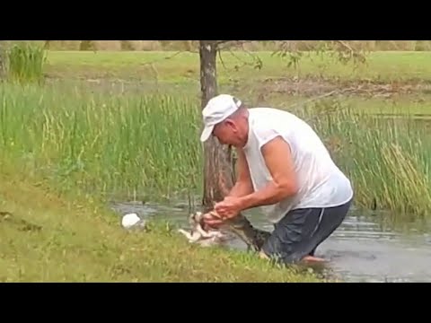 Wild video: Man saves puppy from alligator