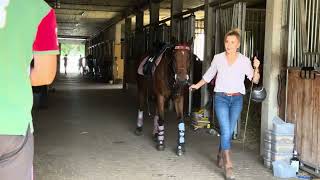 Horse Care Routine Bathing, Grooming Polo Preparation