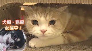 「どうぶつピース！！かわいい大図鑑」猫編（50）看板猫の愛嬌と癒しを総力チェック