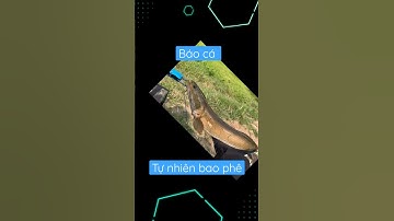 Lên cá tự nhiên bao phê | câu cá lóc. ! #caucaloc #cauca #caucagiaitri #fishing #caulure