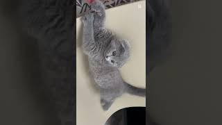 #cat #cutecat #cattherapy #kitten #kittentherapy #kitty #pets #catshorts #catsleeping #relaxing