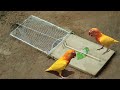 Awesome creative parrot trap using net with wooden board  best deed fall bird trap