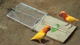 Awesome Creative Parrot Trap Using Net With Wooden Board | Best Deed Fall Bird Trap