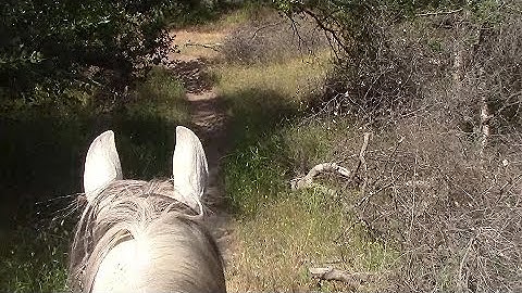 Buddy Sour Behavior Part 3 (Trailer) Mike Hughes, Auburn Ca.