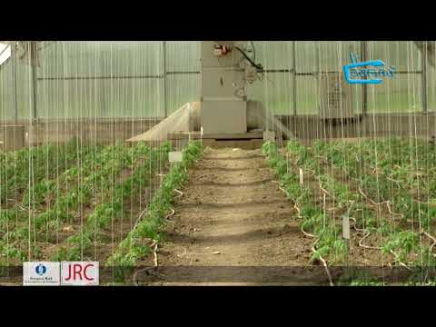 უქმნის თუ არა საფრთხეს აზიური ფაროსანა სასათბურე მეურნეობებს