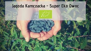 Jagoda Kamczacka - Super Eko Owoc