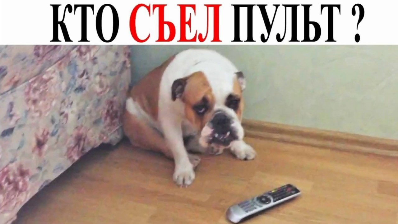 Собаки в машине мем