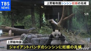 上野動物園のパンダ「シンシン」に妊娠の兆候