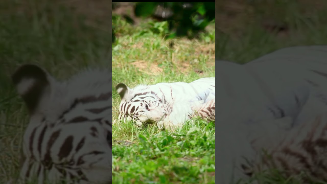 White Tiger and cubs playing || NatureLax