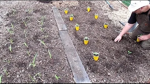 Start Your First In The Ground Garden! Easy Design Model