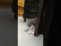 【小公主】【貓】【Cat】#kitten #Cats #猫咪 #貓 14