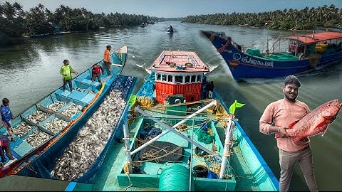 Big Mackerel Haul in Purse Seine Net – Amazing Catch‼️