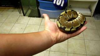 Reptile Collection August 2011