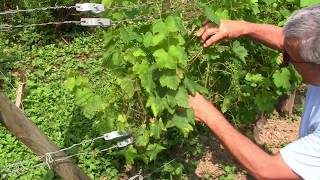 TAILLE EN VERT DE LA VIGNE