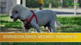 Resfriado en Perros: Sintomas y Tratamientos- TvAgro por Juan Gonzalo Angel Restrepo