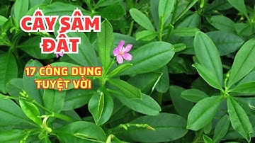 17 Công dụng tuyệt vời của cây Sâm Đất ít người biết.