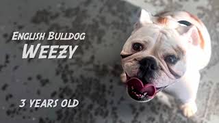 3 Year Old - English Bulldog - Weezy - 2 Week Board and Train w/ Chip “CanineTrainer” Gray by Off Leash K9 Training - Lexington 55 views 2 months ago 5 minutes, 8 seconds