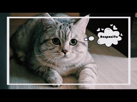 Despacito Kucing | despacito parodi kucing youtube Despacito Kucing | despacito parodi kucing youtube