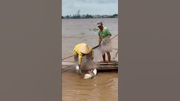Kéo lưới cá chim khủng sông Hậu mùa nước đổ nước lũ nấu canh chua #fishing #mientay #caucathugian