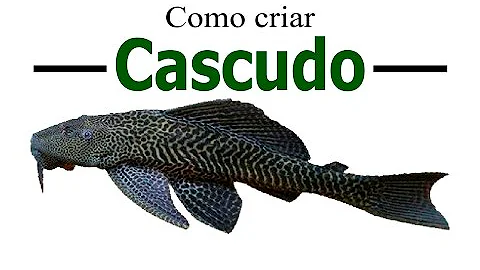 O que come o peixe cascudo?
