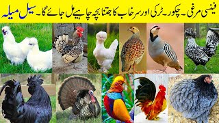 Fancy Hens | Turkey Bird | Chand Chakor | Dakhni Teetar ke Chicks | Fancy Murgi ke Bache | Pak Pets