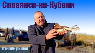 Птичий рынок. Славянск-на-Кубани. [15.10.2023]