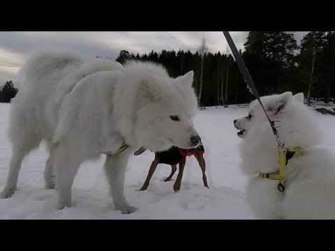 [#117] My Japanese Spitz (日本スピッツ) meets the Samoyed for the first time
