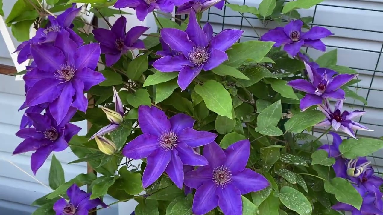 Клематисы в кашпо - особенности выращивания!
