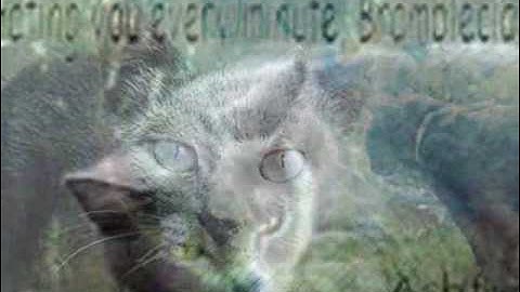 Ashfur - Falling Inside The Black