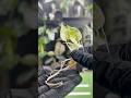How to deflask a tissue culture plant